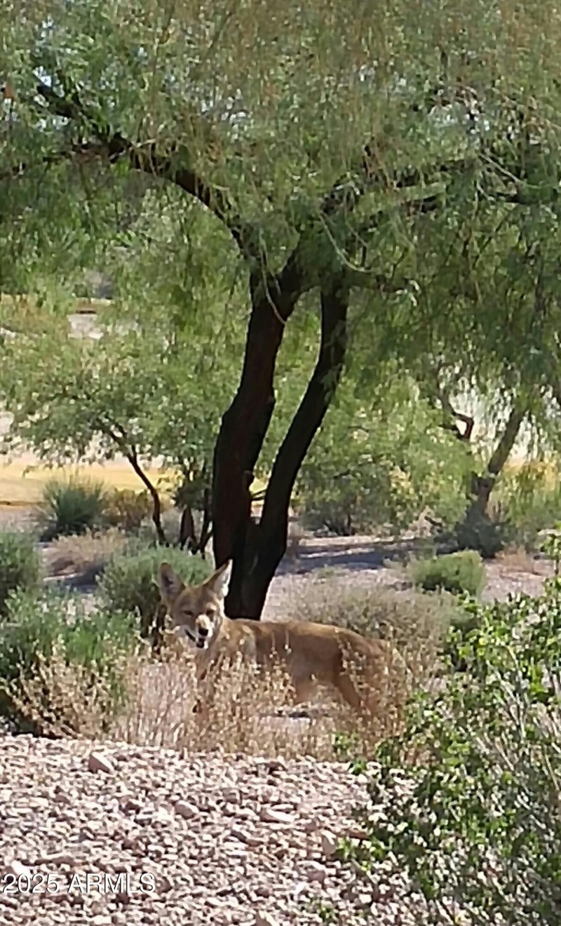 Wildlife