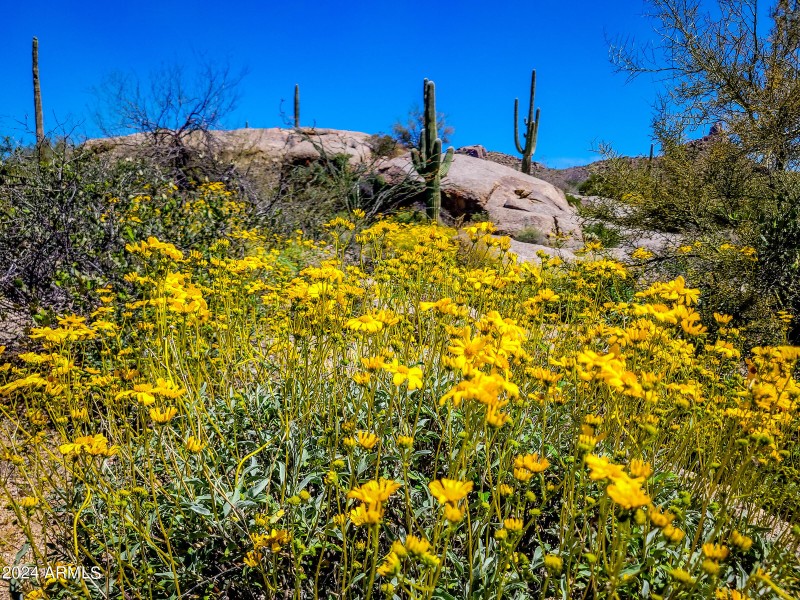 Spring bloom of brittlebush