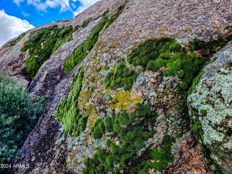 remarkable moss fields on the rocks!