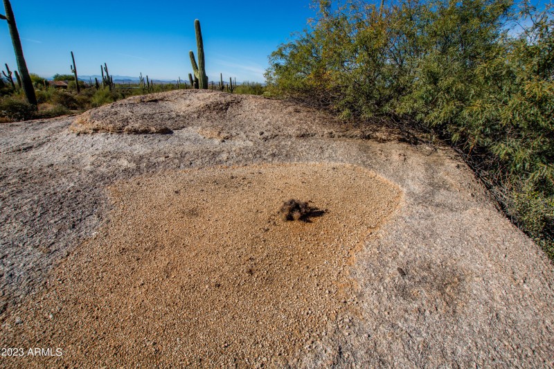 cactus growing in boulder pocket