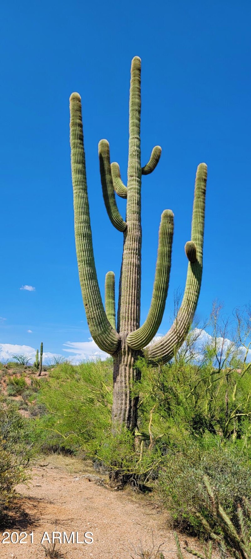 Huge Saguaro's