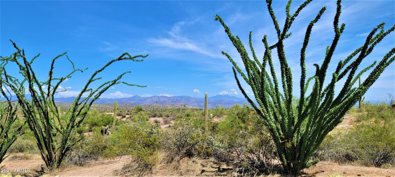 Lush Sonoran Desert!