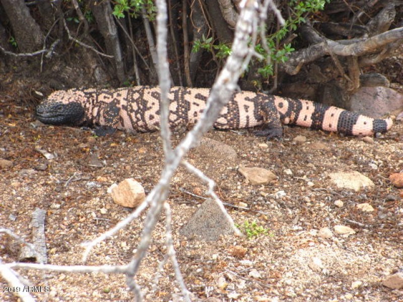 OWLS, GILA BECK FRIENDS 059