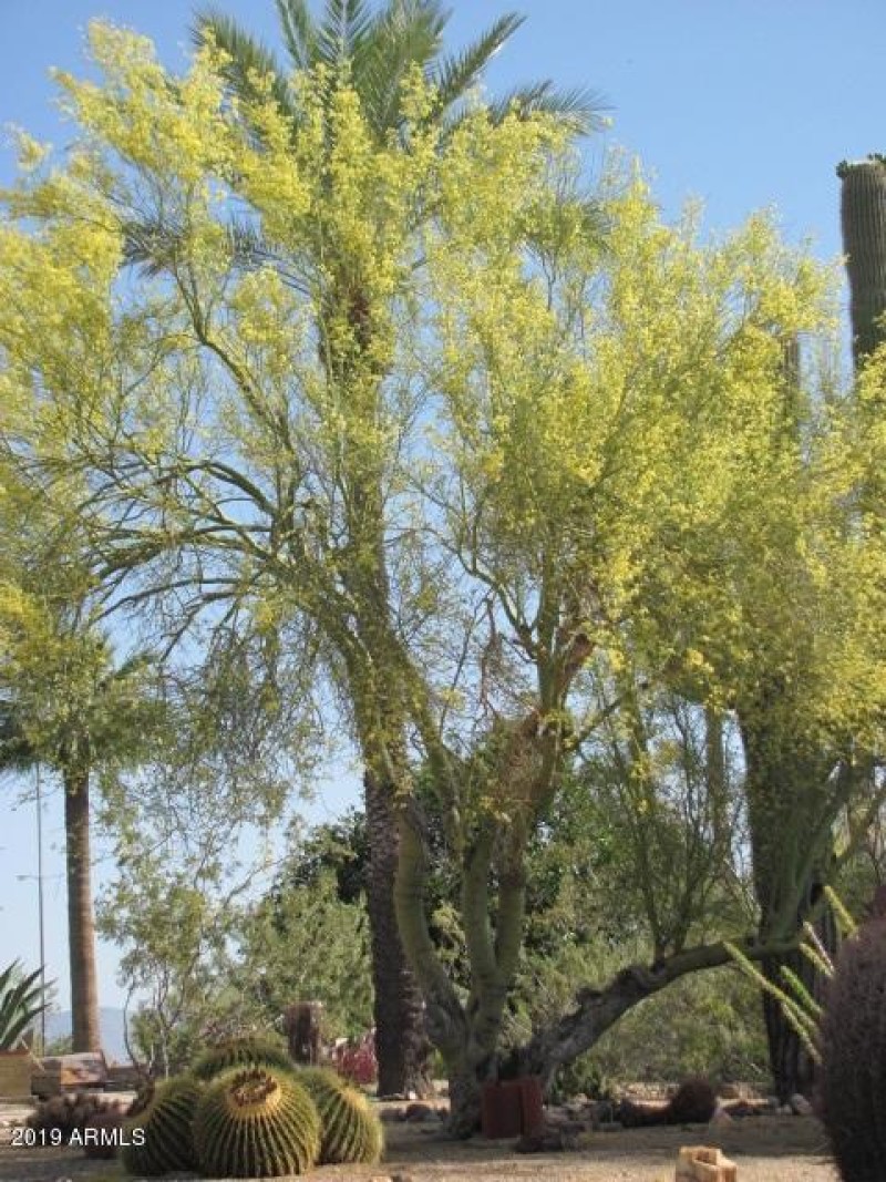palo verde