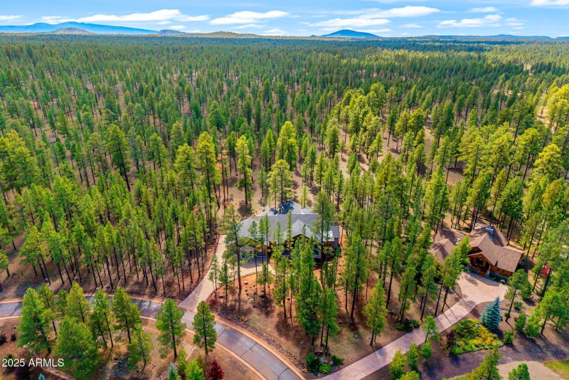 National Forest Backing