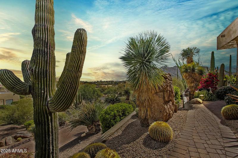 Saguaro and gorgeous landscaping