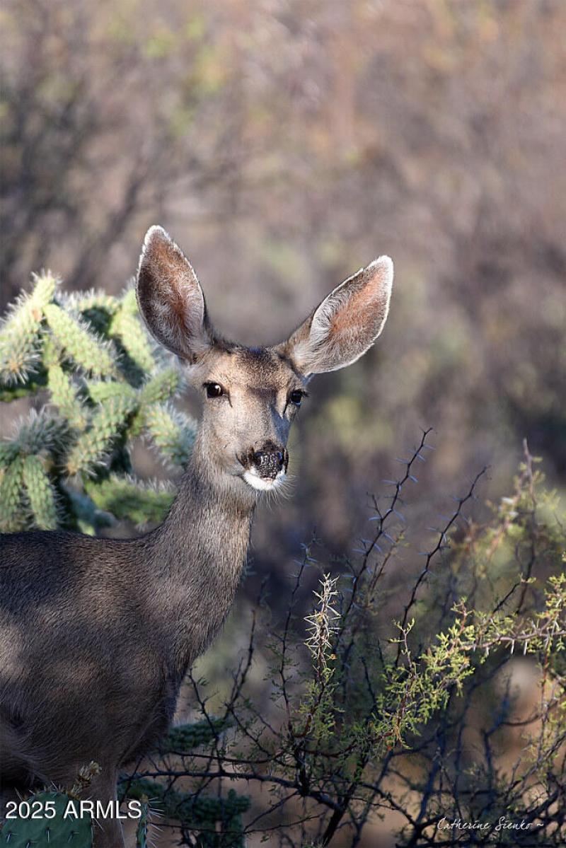 Wildlife at your back yard fence