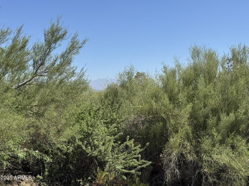 Lots of natural vegetation