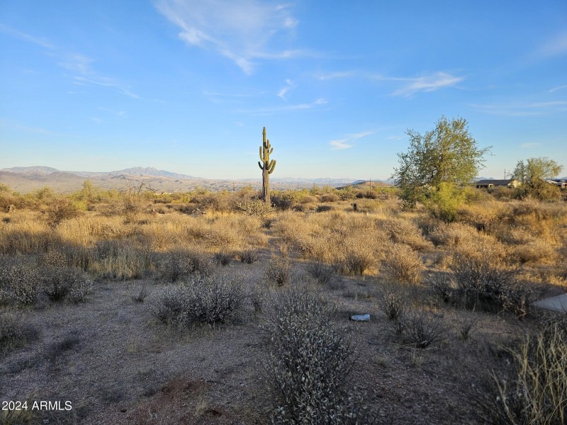 Big Saguaro Cactus