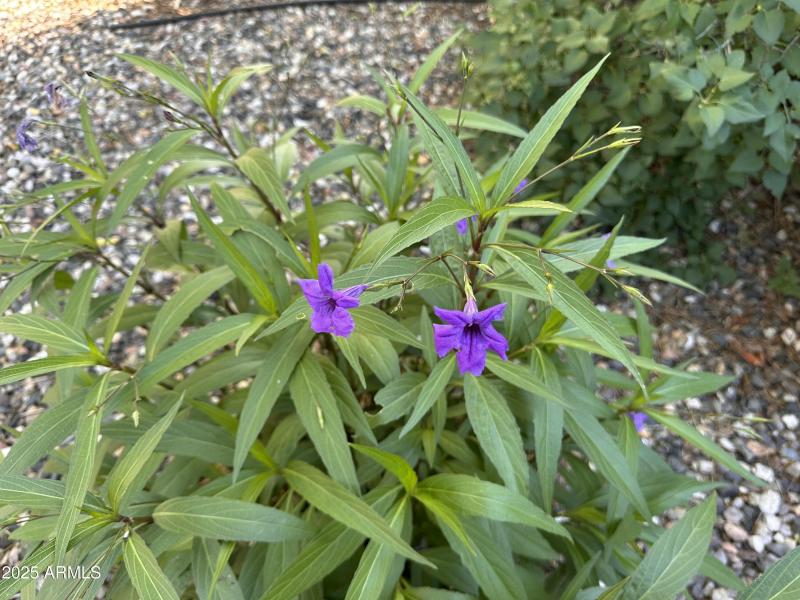 ....and more flowers.....