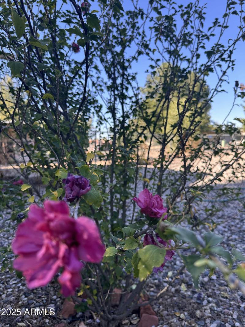 .....and more flowers.