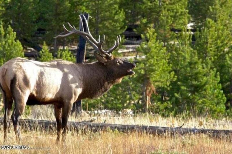 Wild elk in your neighborhood