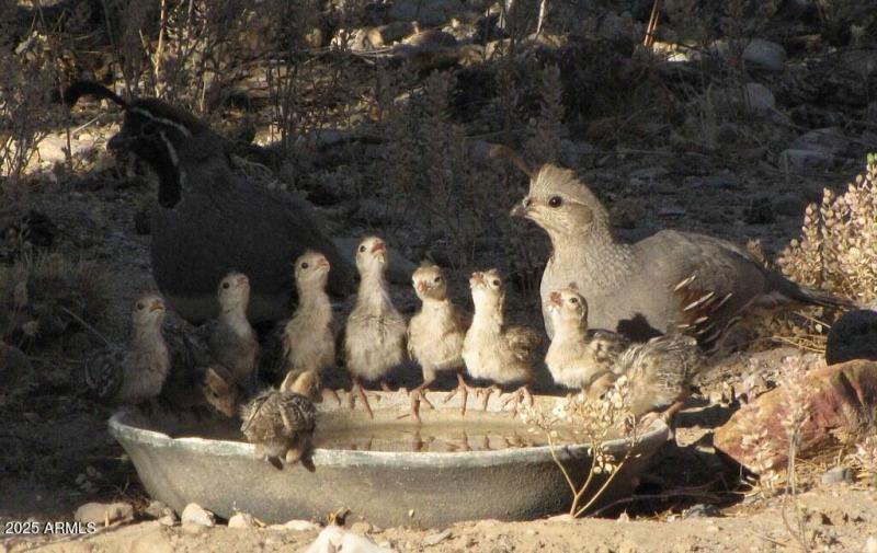 Quail around watering dish
