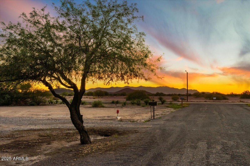 This tree is across the street