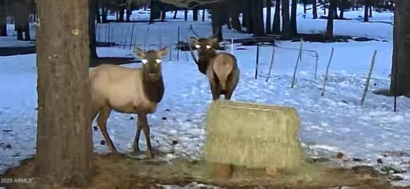 Kelly Canyon Estates -Wildlife 2