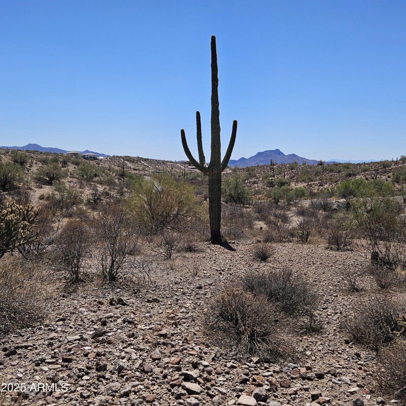 Up Close Building area with Saguaro