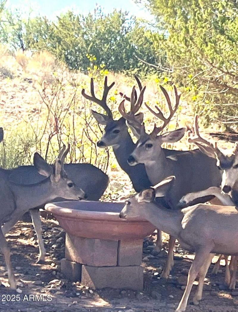 005_Deer Frequently Pass By