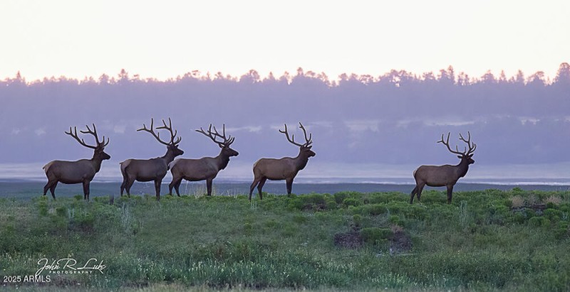 Elk...WOW!