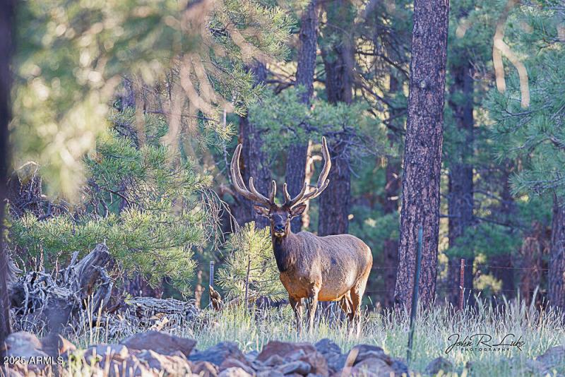 Majestic Elk