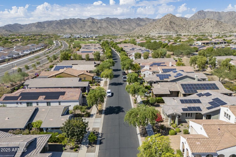 Tree Lined Streets