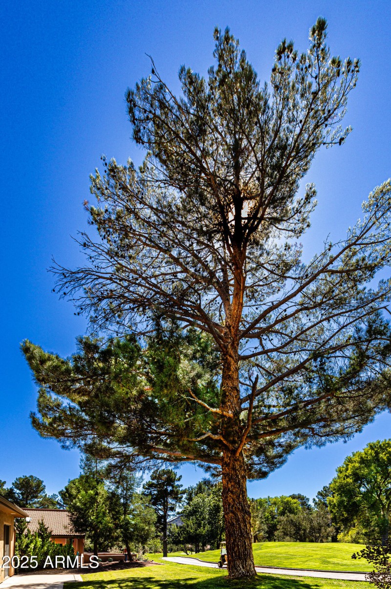 32 17th Green Marker Pine