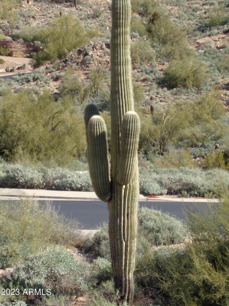 Large Saguaro