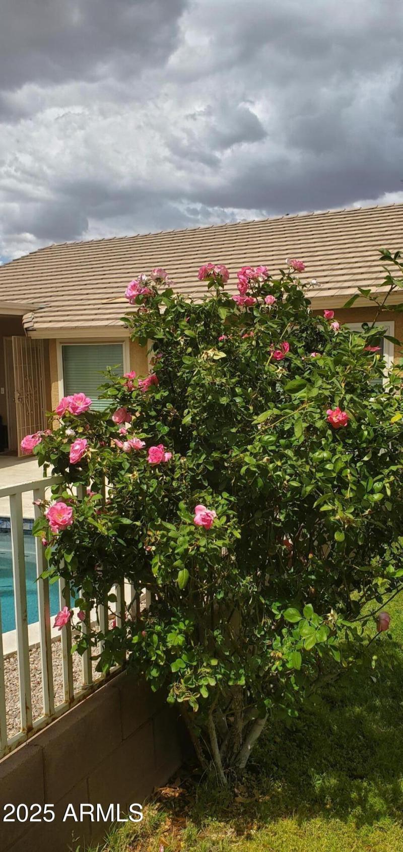 roses and incoming storm