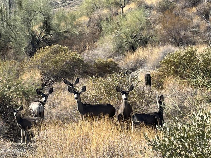 Wildlife