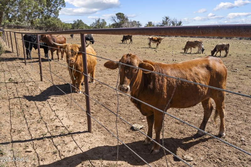 Louis and Highlander cows
