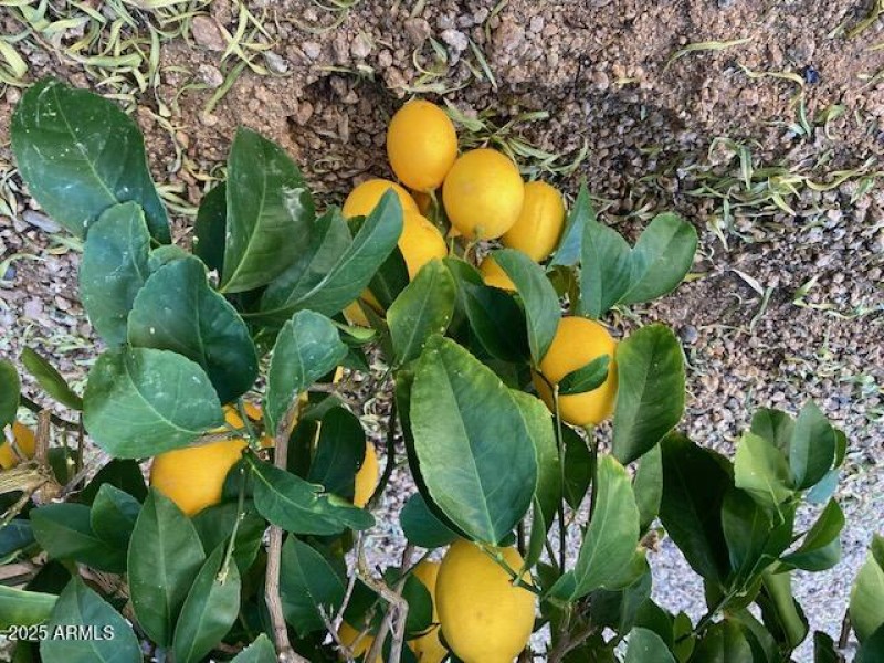 Myer Lemon tree