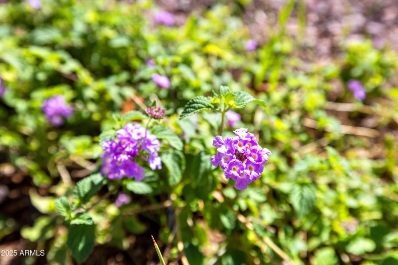 18821 N 17th Ave Phoenix AZ-print-005-05