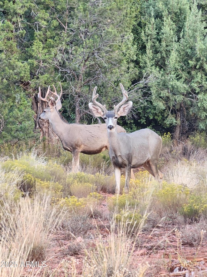 121 E Mallard - Sedona Land for Sale