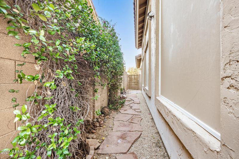 14 - Desert Marigold