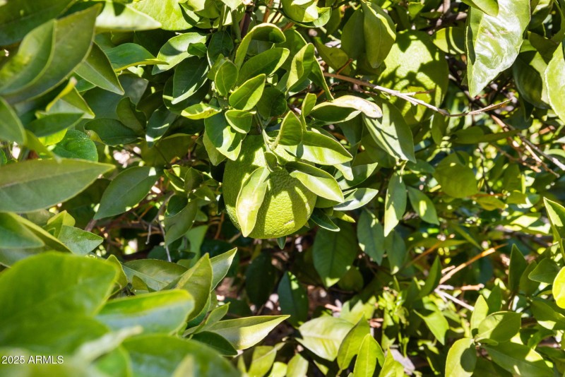 Fruit Tree at Walkway Courtyard