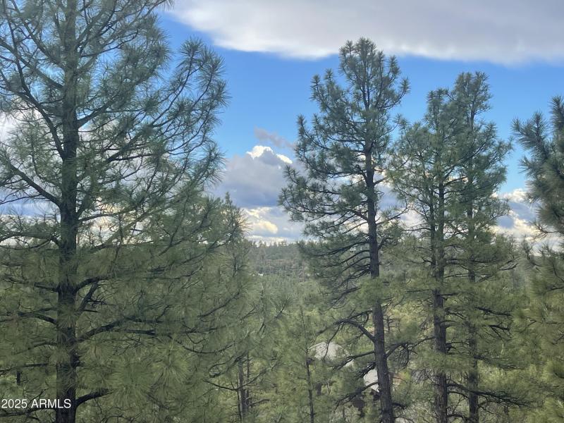 861 E Pine Oaks Dr View through trees6