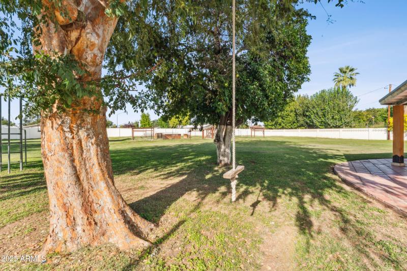 backyard large tree