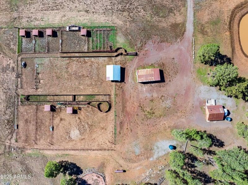 Cattle, Horses - fun!