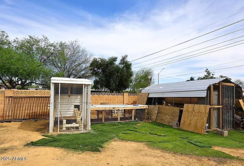 Chickens & fresh eggs