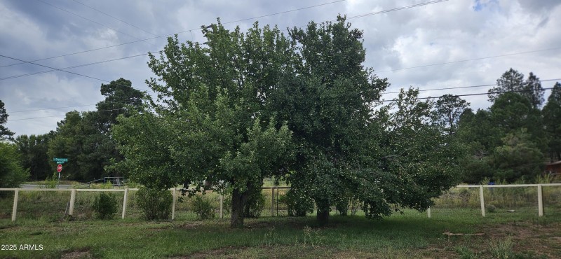 Back yard apple trees
