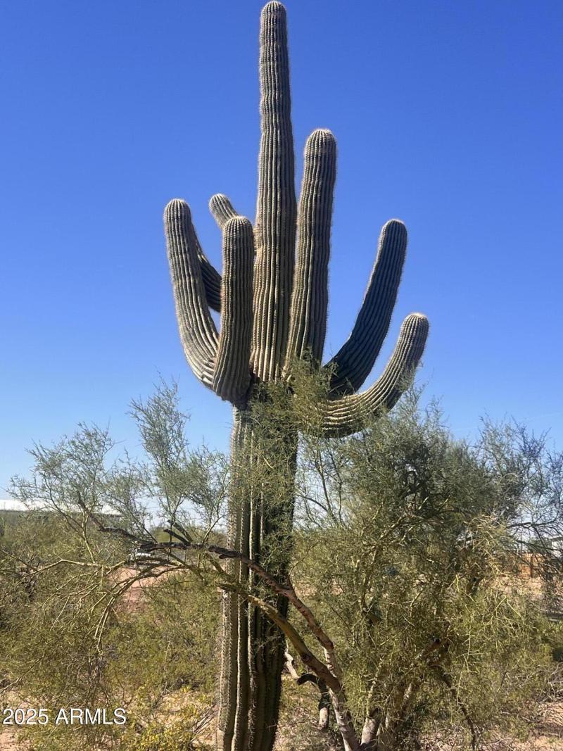 Saguaro