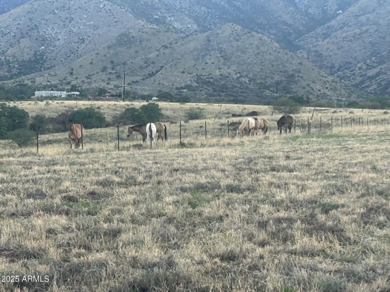 mountains and wildlife