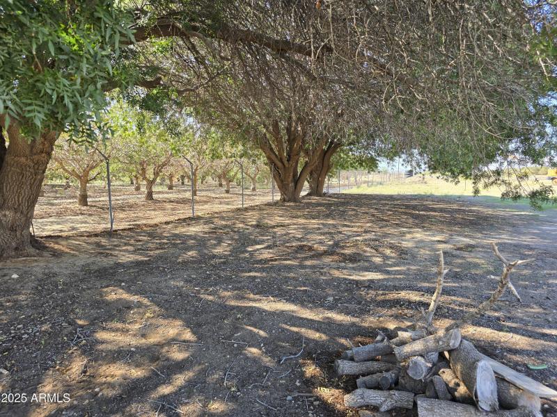 Shade from the Pistachio Trees