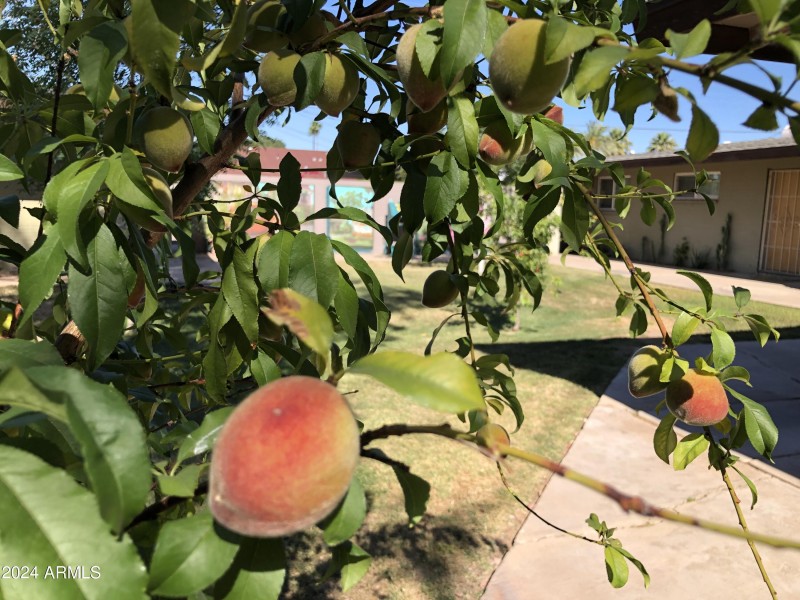 Fruit Trees in Courtyard