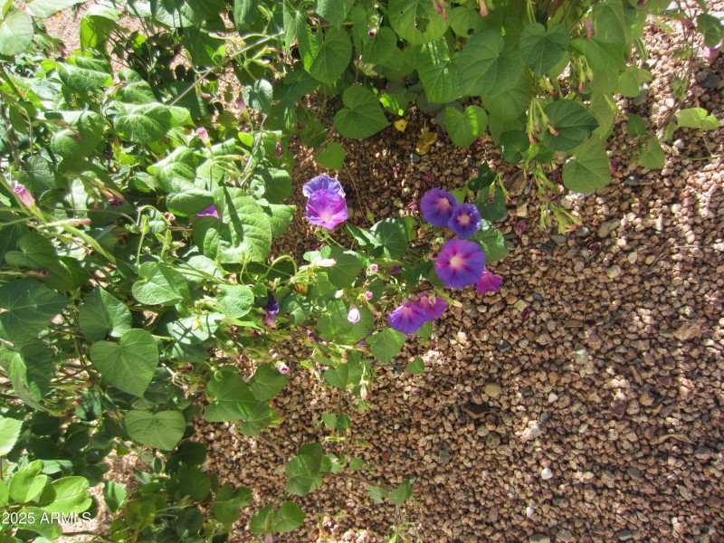 1071 Vista Grande 069