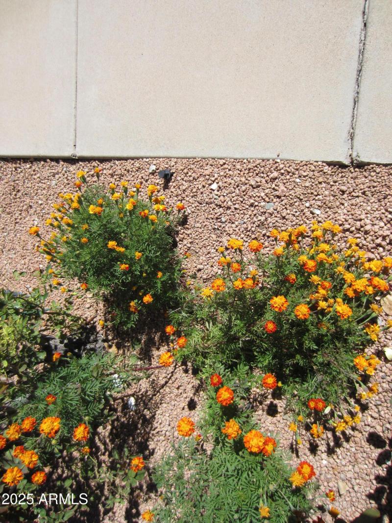 1071 Vista Grande 074