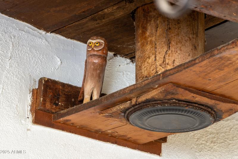 Burrow owl