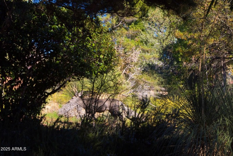 See Wildlife Frequently