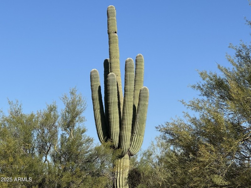 Mature Saguaros