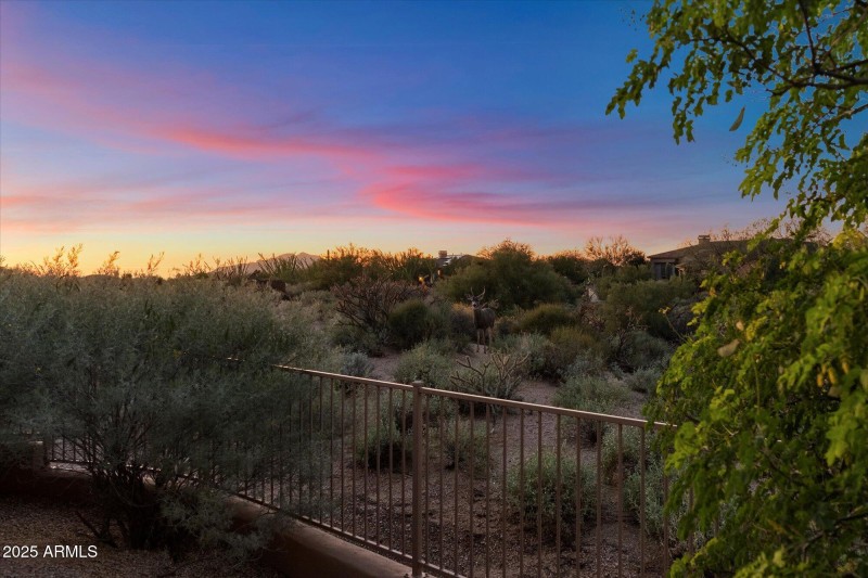 Neighborhood Wildlife