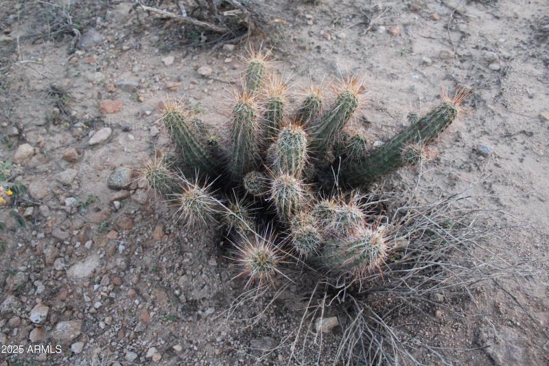 desert plant